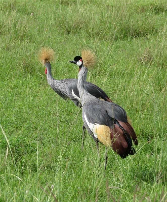 Murchison Falls